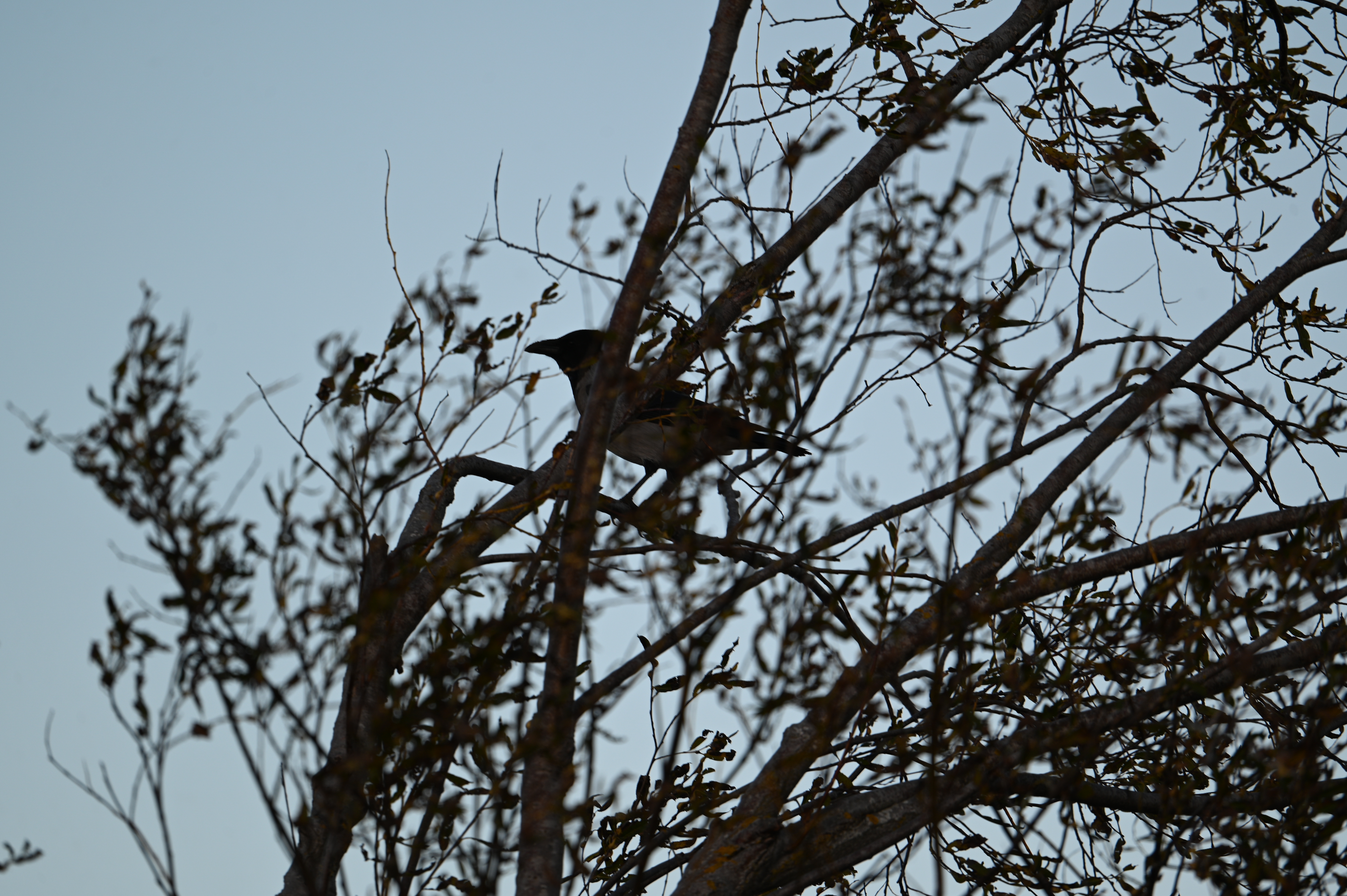 2025/10/18 - walk/DSC_0246.JPG